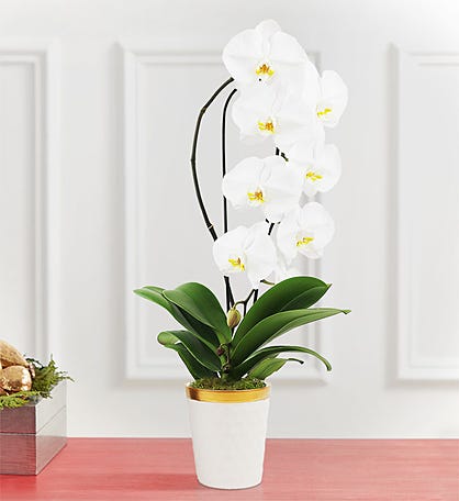 White Waterfall Orchid for Sympathy